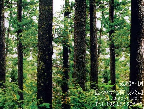 红松价格-图片-形态特征-生长习性-分布范围以及主要价值