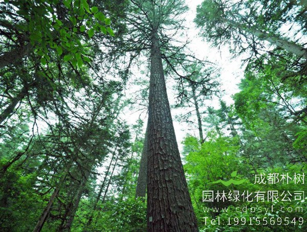 红松价格-图片-形态特征-生长习性-分布范围以及主要价值