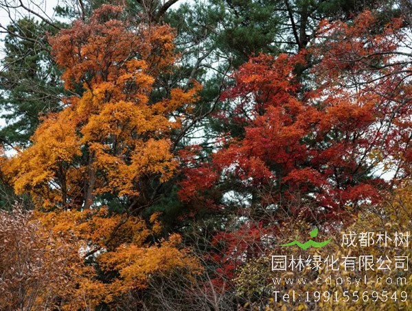 红松的繁殖方法、栽培技术以及病虫害防治方法介绍