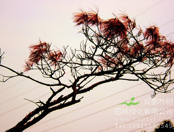 红松有哪些用途？