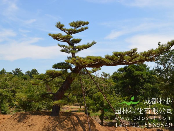 红松有哪些象征？红松的寓意是什么？