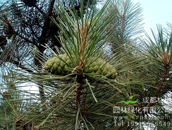 如何辨别红松以及樟子松？