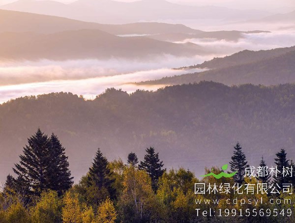 红松的主要种植地在哪里？