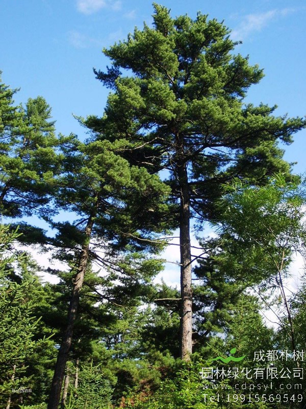 红松的材质有什么特点？