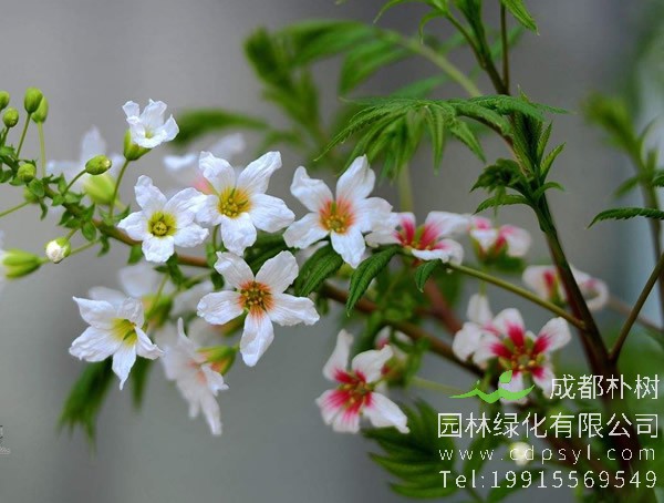 文冠果树的别名有哪些？