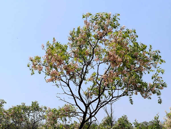 文冠果价格-图片-形态特征-产地生境-生长习性以及主要价值