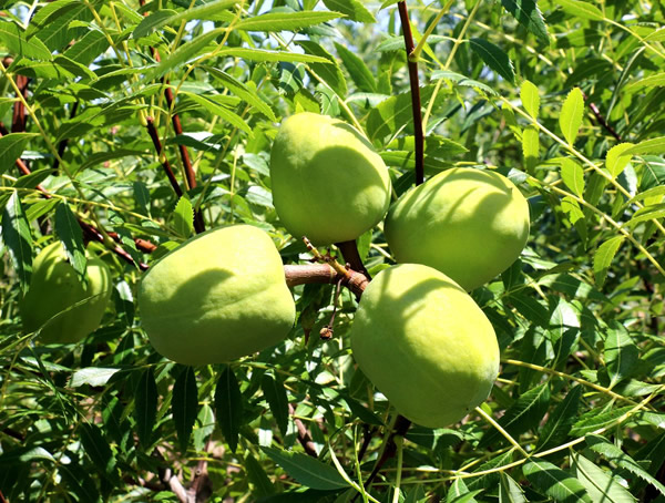 文冠果的繁殖方法、栽培技术以及病虫防治方法介绍