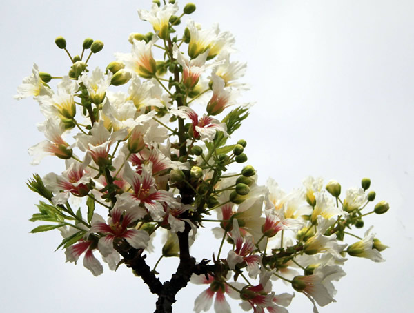 文冠果树多少年才能成材？