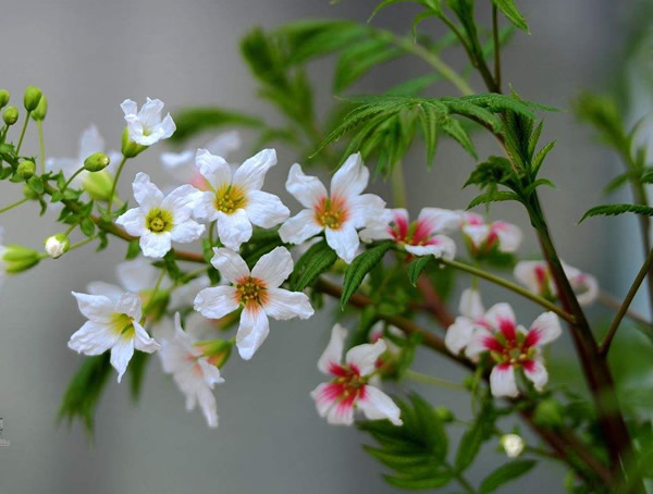 文冠果树的别名有哪些？