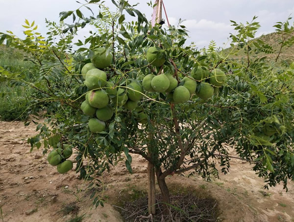 什么是文冠果树？有什么特点？