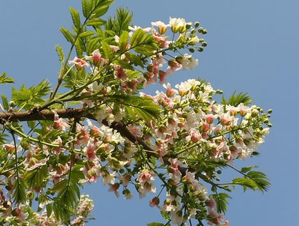 文冠果树可以做手串吗？