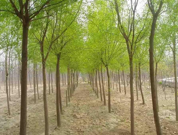 丝棉木价格-图片-形态特征-地理分布-生长习性以及主要价值