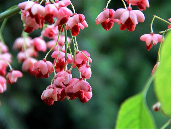 丝棉木有哪些生态习性有哪些？