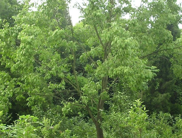 丝棉木的形态特征有哪些？