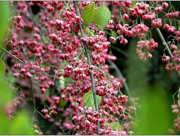 丝棉木的用途有哪些？