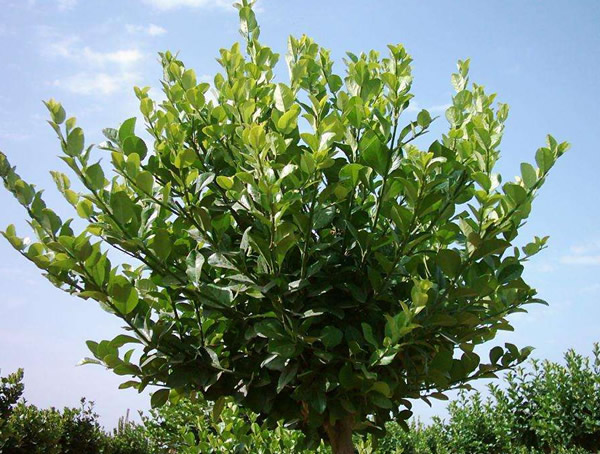 丝棉木的经济价值和种植前景怎么样？