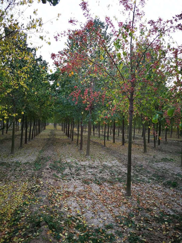 丝棉木有哪些环保用途？