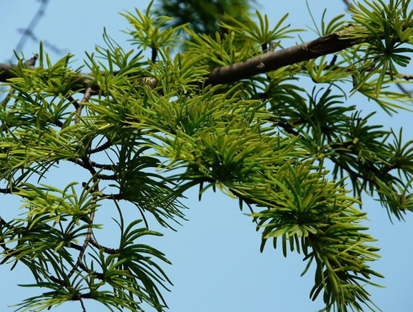 金钱松价格-图片-形态特征-生长习性-地理分布以及主要价值