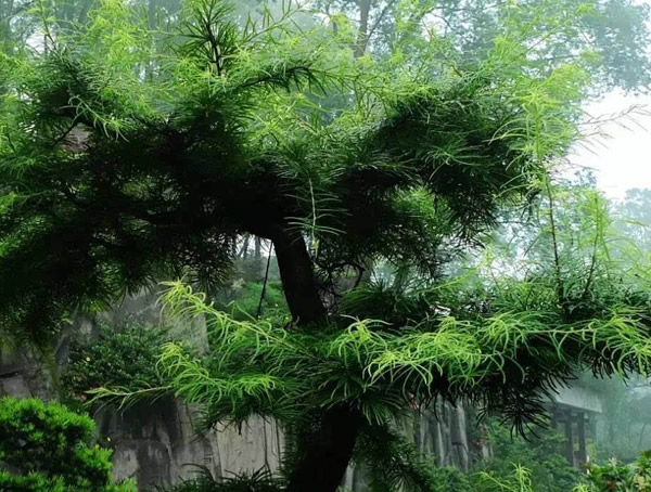 金钱松是什么？什么特性？