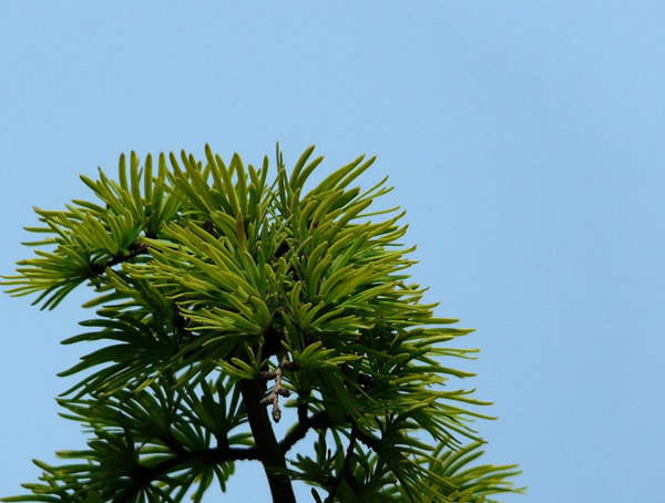 金钱松分布在中国哪些地方？