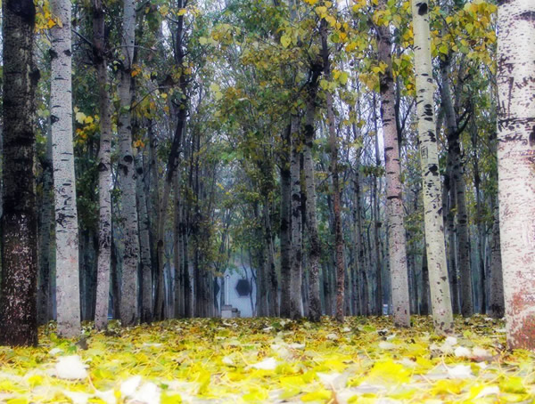 毛白杨价格-图片-形态特征-生长习性-分布情况以及主要价值