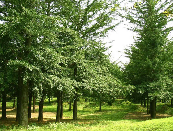 毛白杨有哪些特征或者特性？