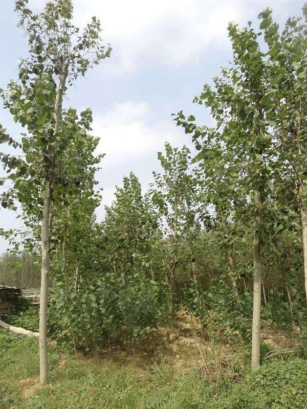 毛白杨和速生杨的区别有哪些？