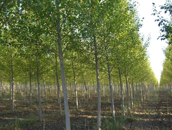 毛白杨能结果实吗？