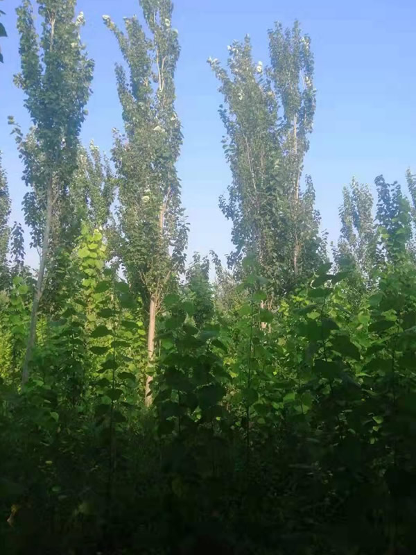 毛白杨的雌雄怎么分？