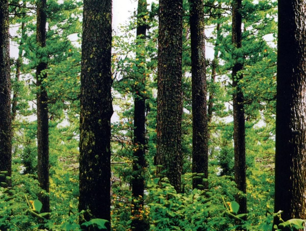 红松价格-图片-形态特征-生长习性-分布范围以及主要价值