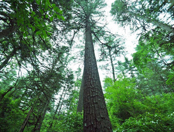 红松的繁殖方法、栽培技术以及病虫害防治方法介绍