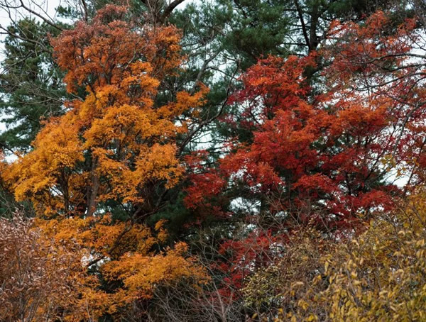 红松为什么叫红松？