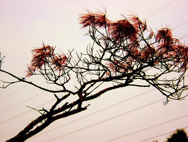 红松有哪些用途？