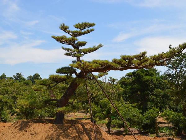 红松有哪些象征？红松的寓意是什么？
