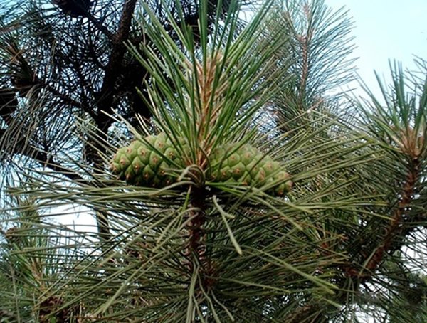 如何辨别红松以及樟子松？