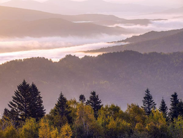 红松的主要种植地在哪里？