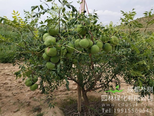 什么是文冠果树？有什么特点？