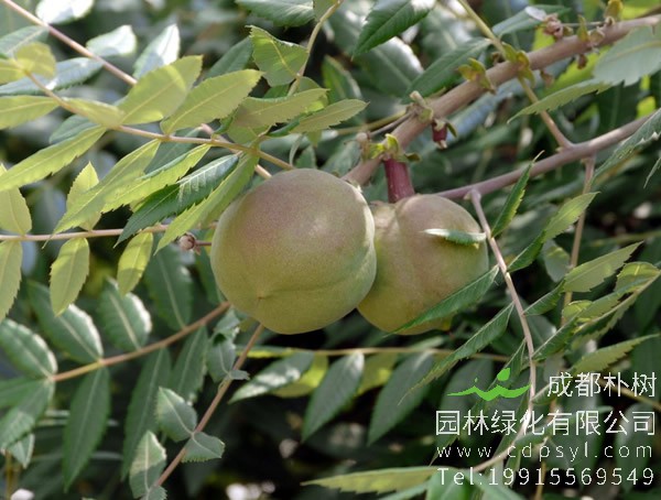 文冠果树可以在广东省种植吗？