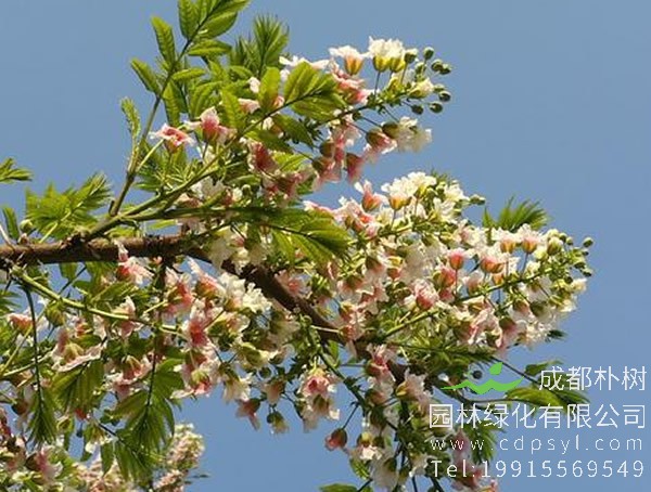 文冠果树可以做手串吗？