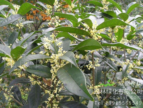 日香桂价格-图片-形态特征-生长习性-分布范围以及主要价值