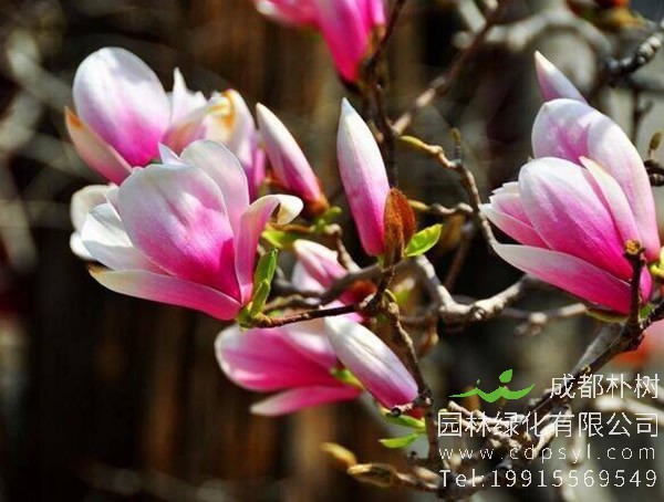 二乔玉兰价格-图片-形态特征-产地生境以及主要价值