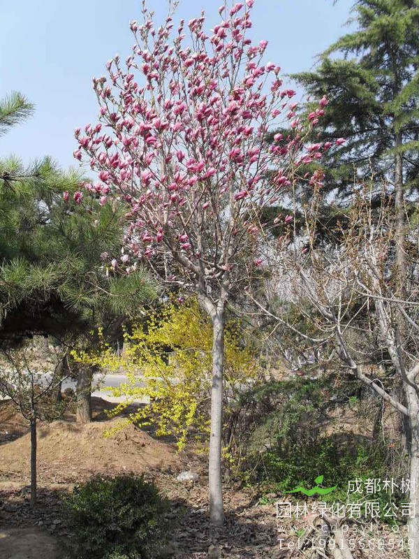 二乔玉兰，白玉兰和紫玉兰的区别有哪些？