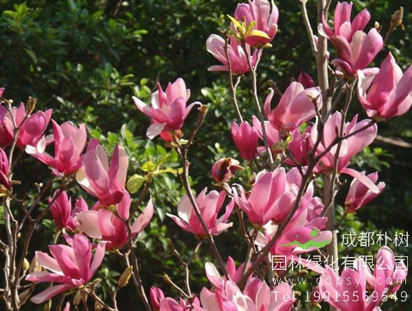 二乔玉兰每年什么时候开花？