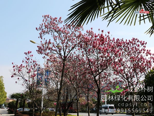 二乔玉兰的形状特征是怎样的？