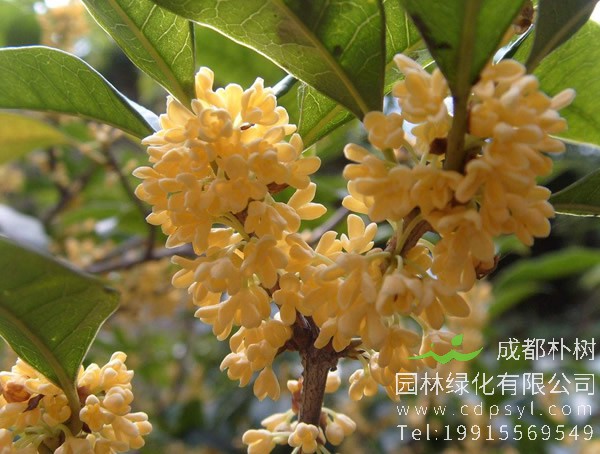 日香桂价格-图片-形态特征-生长习性-分布范围以及主要价值