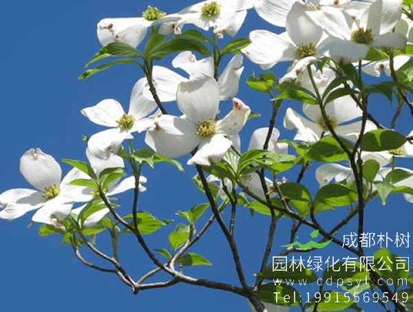 四照花价格-图片-形态特征-生长环境-分布范围以及主要价值