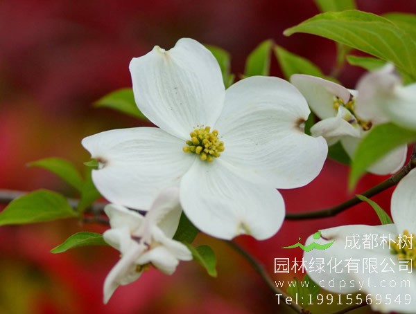 四照花的繁殖方法、栽培技术以及病虫防治方法介绍