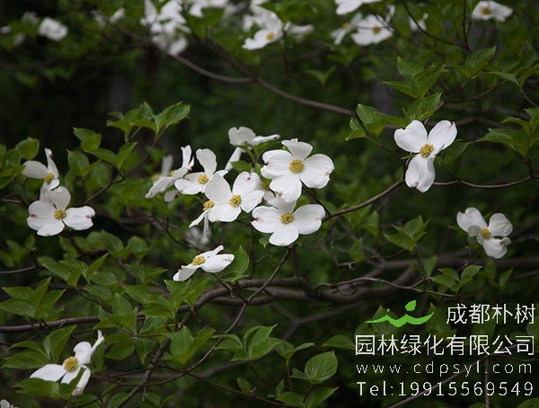 四照花有哪些观赏价值？