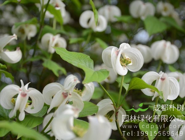 四照花价格-图片-形态特征-生长环境-分布范围以及主要价值