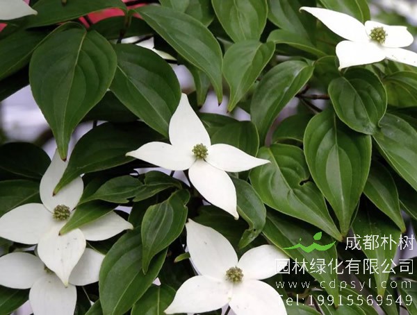 四照花要怎样播种繁殖？